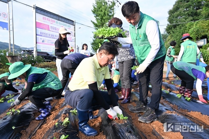 양평군새마을회 배추 모종 식재.