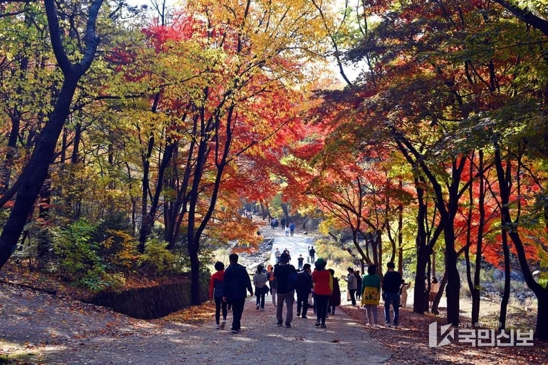 관악수목원 가을단풍 사진.