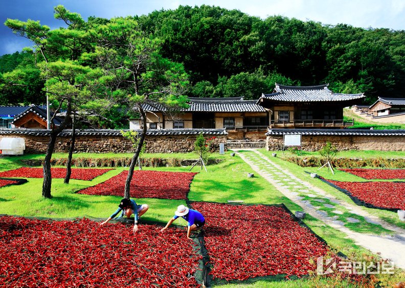 사진(고추말리기).